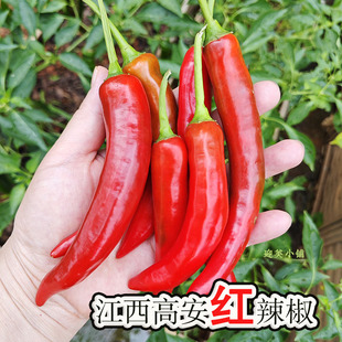 新鲜红辣椒江西高安特产上湖农家时令蔬菜中辣辣椒炒肉现摘现发货