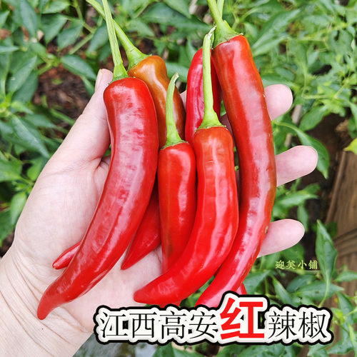 新鲜红辣椒江西高安特产上湖农家时令蔬菜中辣辣椒炒肉现摘现发货
