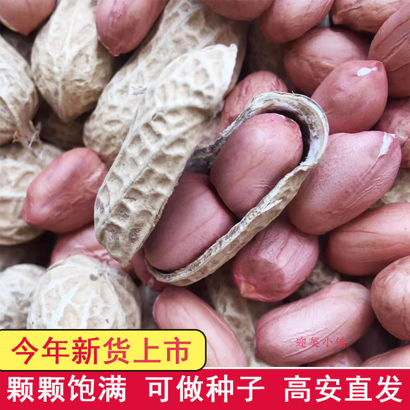 带壳花生新鲜晒干花生可做种子红皮花生米薄壳江西高安本地土特产图片