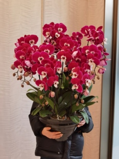 2026新年蝴蝶兰鲜花礼物带盆栽上海花店同城速递配送客厅前台摆放