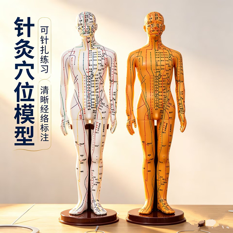 中医针灸穴位经络铜人模型