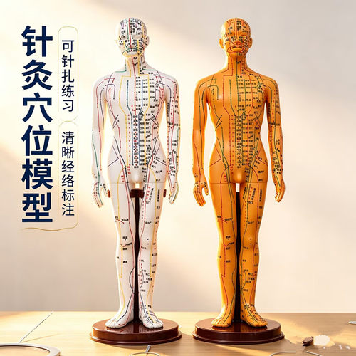 中医针灸穴位经络铜人模型