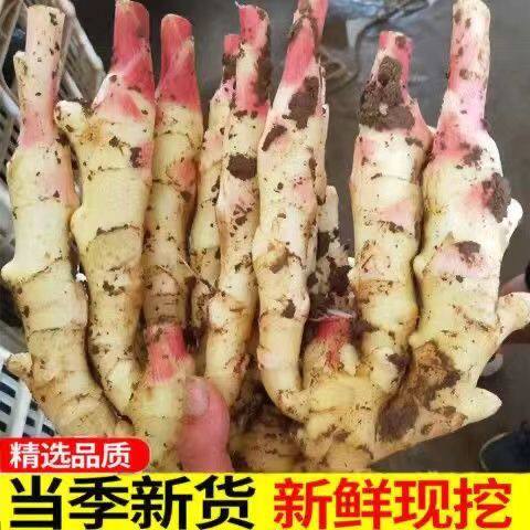 四川现挖仔姜嫩姜腌制嫩姜芽泡子姜嫩生姜嫩姜姜醋红芽姜泥巴姜