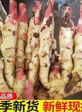 四川现挖仔姜嫩姜腌制嫩姜芽泡子姜嫩生姜嫩姜姜醋红芽姜泥巴姜