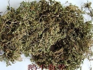 鹅不食草500克猪屎草鸡肠草球子草通天窍砂药草