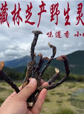 西藏直发250g仅售250元包邮西藏林芝野生灵芝 嫩芽灵芝纯野生灵芝