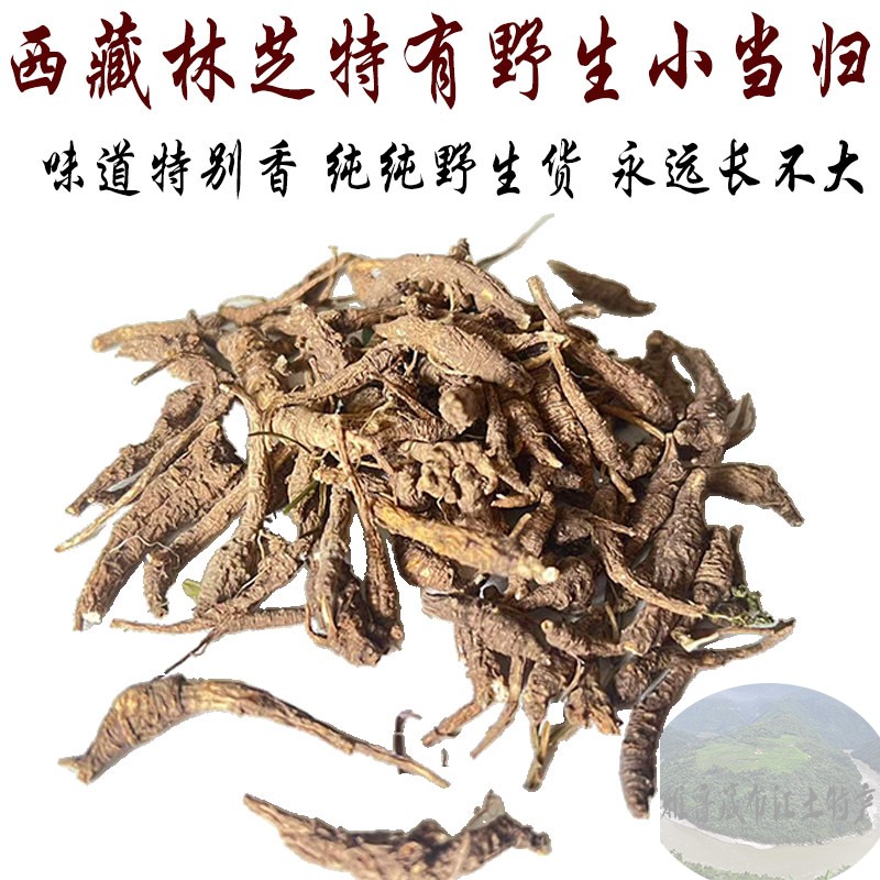 100克包邮 西藏野生小当归 藏当归 每条2-4克小当归头 西藏小当归