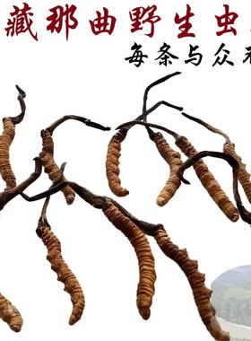 西藏顺丰航空包邮5克 3- 4条/克 西藏那曲冬虫夏草 野生虫草 正品