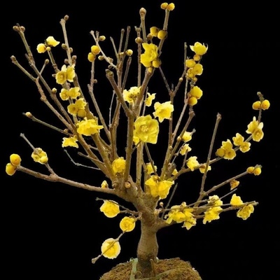 素心腊梅 当年开花 耐干耐旱 原土发货 庭院阳台植物