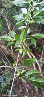 直播间一物一 看货购买老鸦柿各种盆景精品素材 拍专拍链接