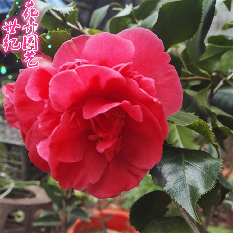 叶奇花奇之名贵茶花-皱叶奇花既可观花又可赏叶值得广大花友收藏