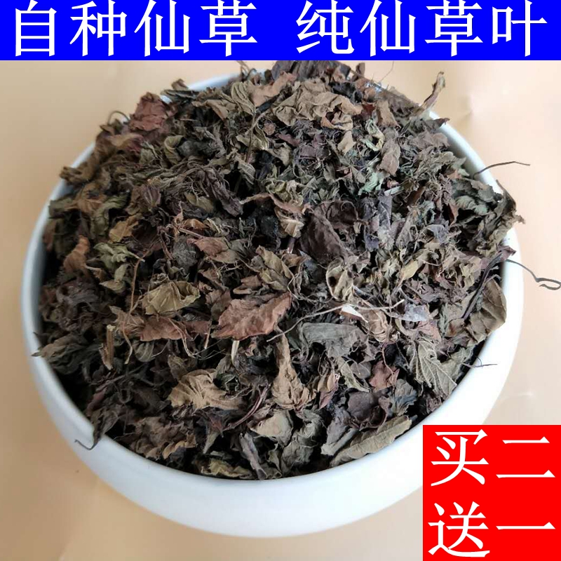 高胶质仙草叶/商用出胶快仙草叶