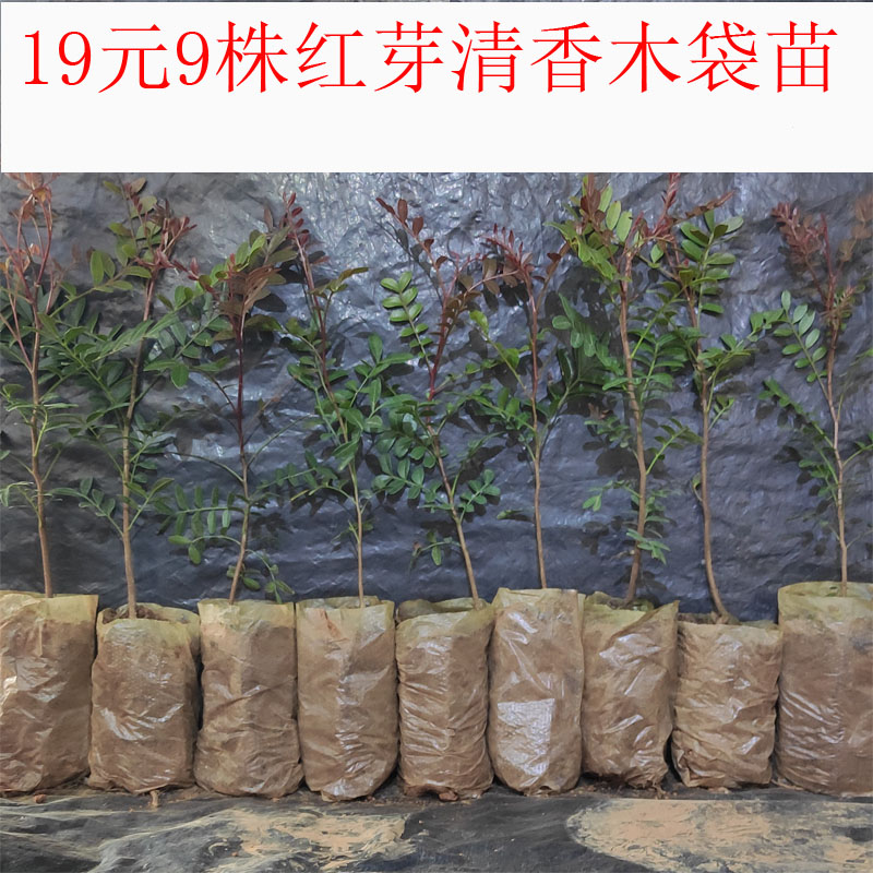 驱蚊清香木办公室、阳台、’