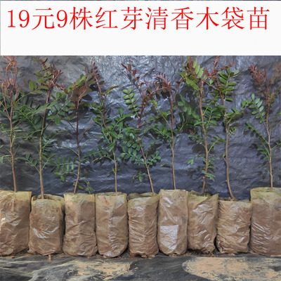 驱蚊清香木办公室、阳台、’