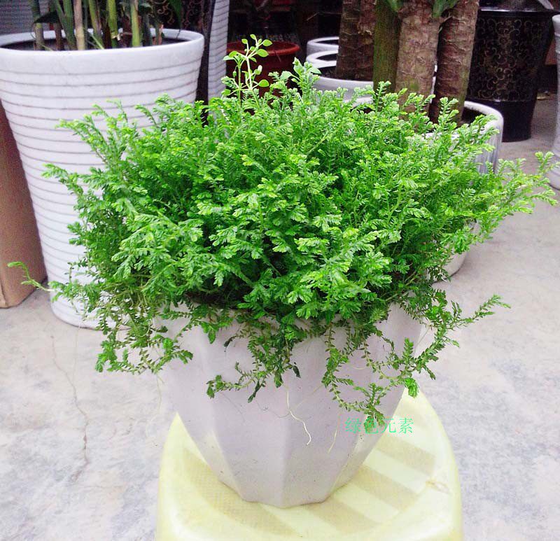 成都植物销售情人草室内净化空气盆栽吸烟味吸异味新房吸甲醛好养