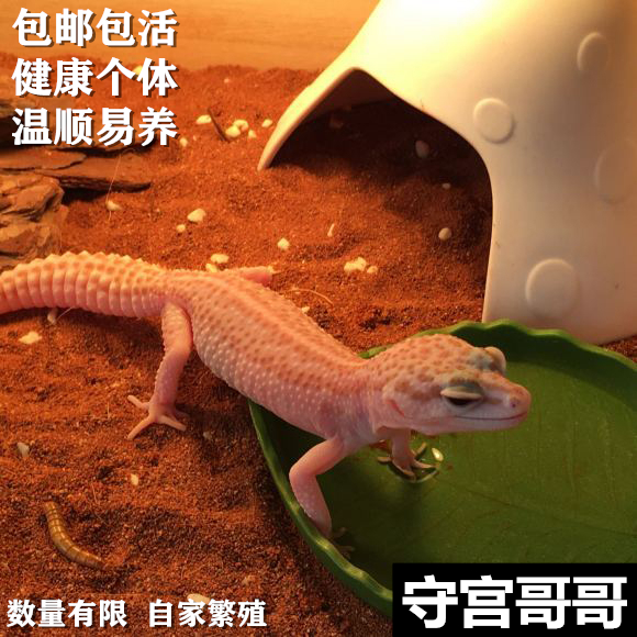 守宫哥哥豹纹守宫入门级爬宠幼体