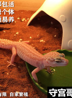 守宫哥哥豹纹守宫入门级爬宠幼体