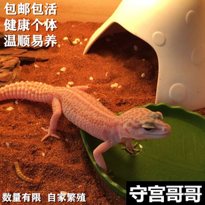 守宫哥哥豹纹守宫入门级爬宠幼体