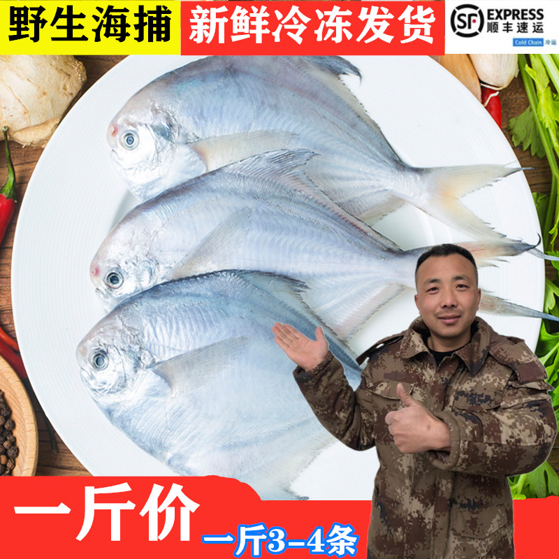 鲳鱼新鲜冷冻海鲜水产鲜活海鱼昌鱼无刺冰冻白鲳鱼新鲜银鲳鱼500g