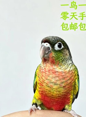 手养小太阳断奶黄边凤梨雏鸟半毛23月齐毛学吃绿颊亲人肉桂活鸟类