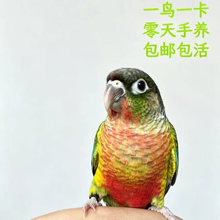 手养小太阳断奶黄边凤梨雏鸟半毛23月齐毛学吃绿颊亲人肉桂活鸟类