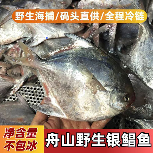 舟山新鲜大鲳鱼东海银鲳鱼野生海捕平鱼白昌鱼无冰衣海鲜鲜活冷冻