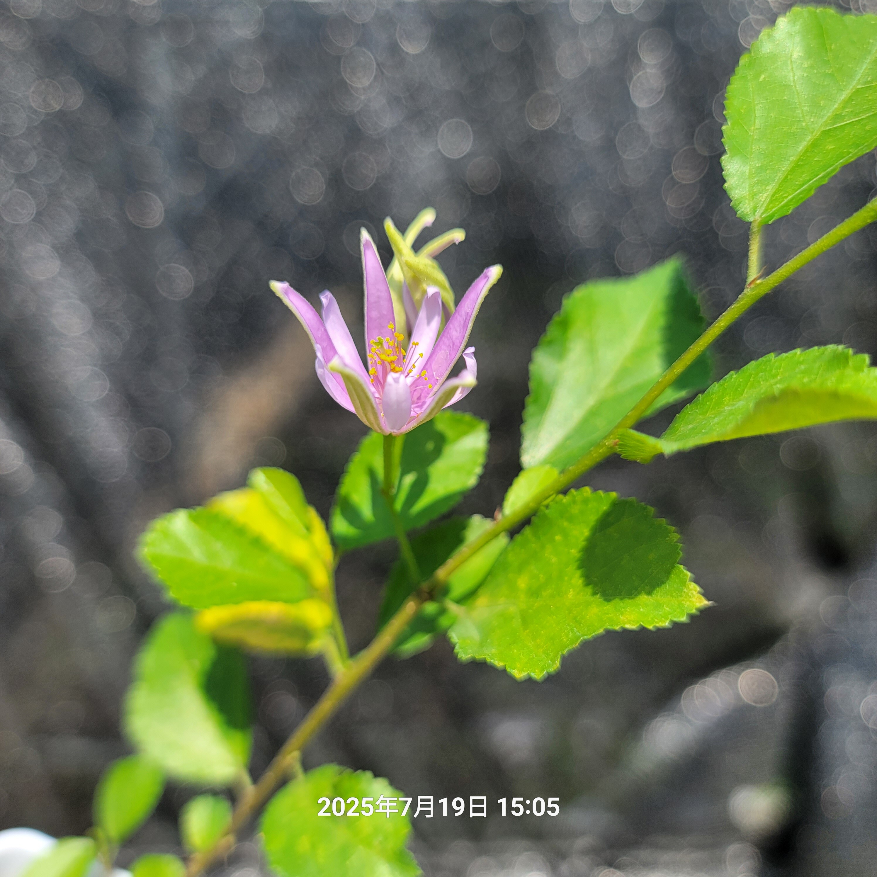 水莲木 日本观花盆栽品种 原生扦插苗