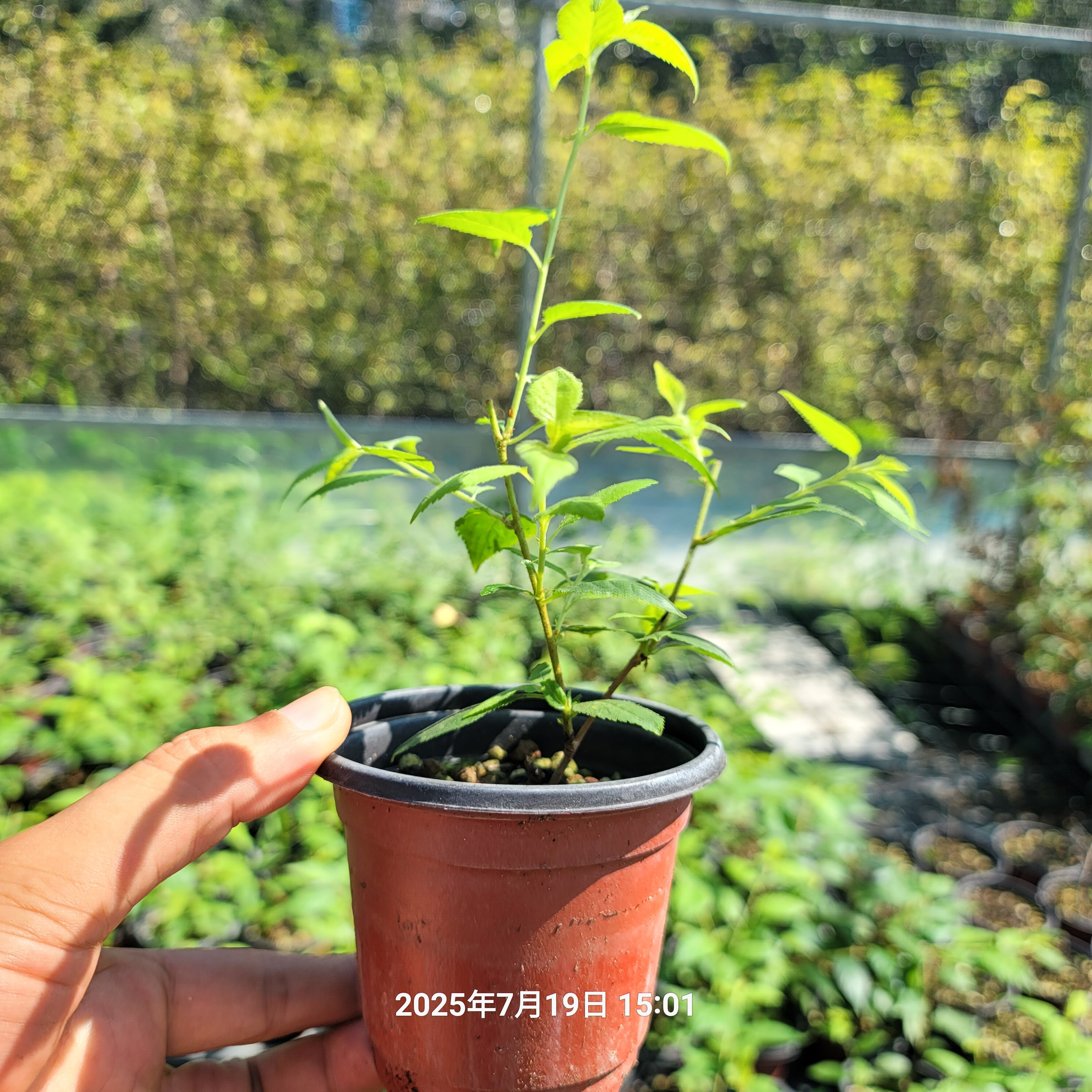 御殿场樱 日本品种樱花 原生扦桌面绿植