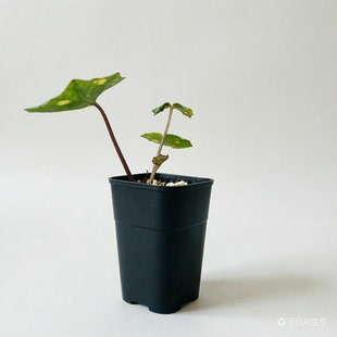 斑点吴风草 日本品种分株繁殖 观赏山野草
