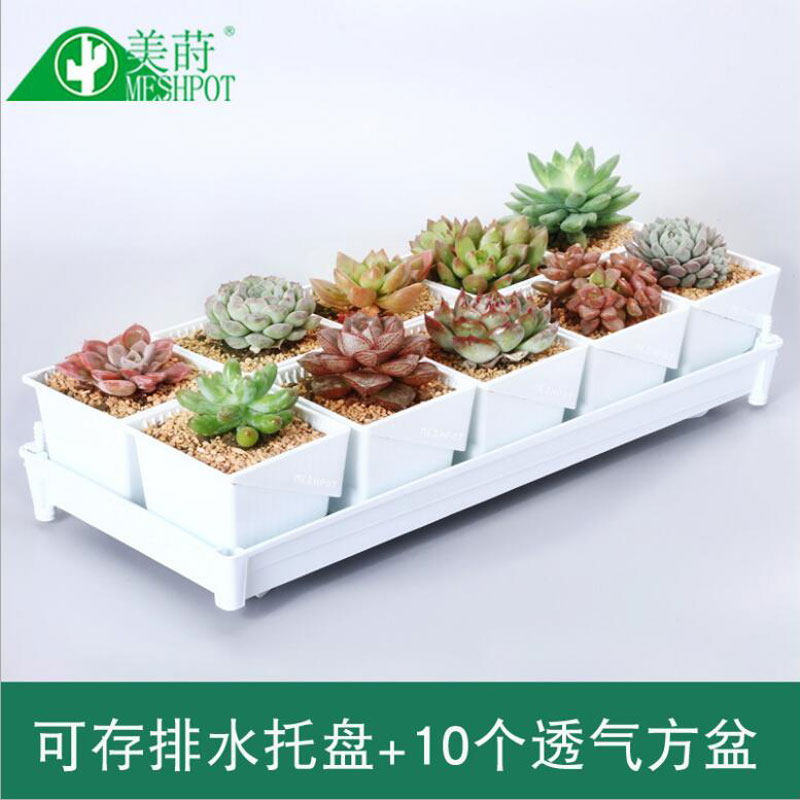 多肉控根组合透气花盆托盘塑料