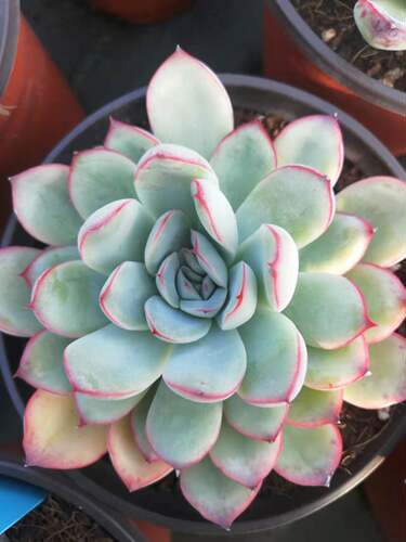 花月夜多肉植物价格 多少钱