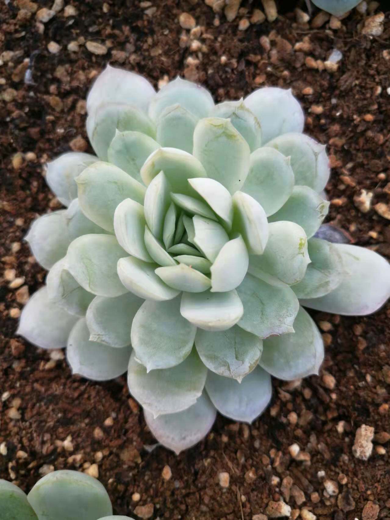 冰梅 多肉植物盆栽组合花卉老桩绿植美观客厅新房趣味