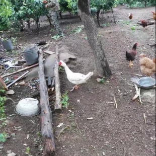 大连山区农家散养天然土鸡蛋笨鸡蛋穿山鸡蛋柴鸡蛋月子蛋30枚包邮