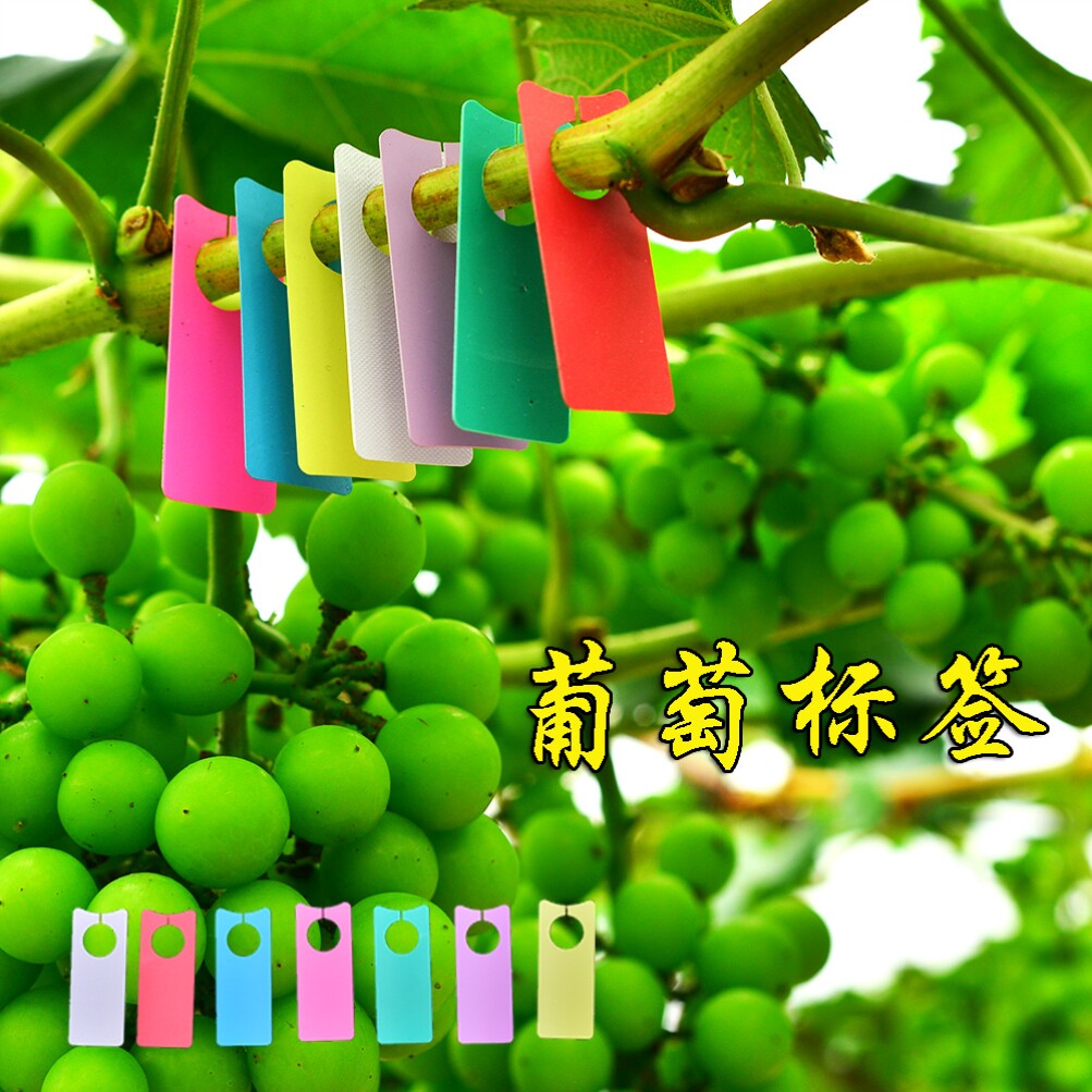 葡萄标记牌甜瓜西瓜吊牌记号牌挂牌记录授粉标识牌标记卡分类植物
