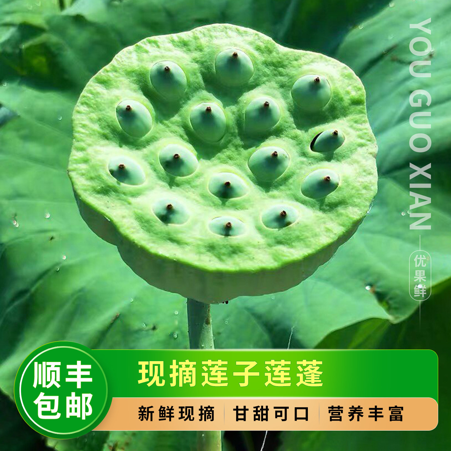 现摘莲子莲蓬,当季时令莲子米!