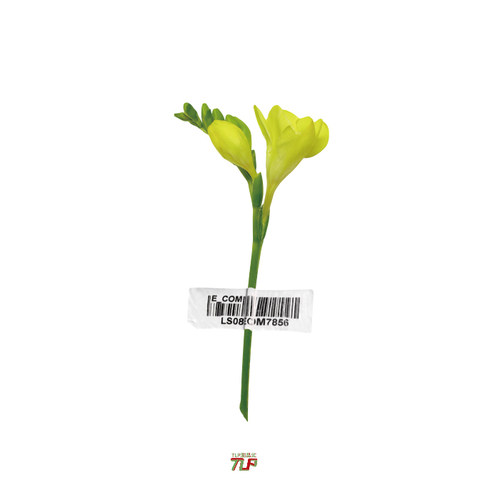 TLP反光贴 白日梦系列 花朵香雪兰不干胶笔记本电脑机箱pad平面贴