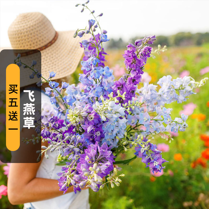 飞燕草种子500粒大花翠雀鸽子花千鸟草籽可切花室内外盆栽春秋播