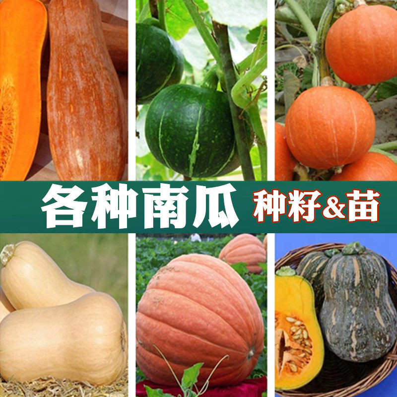 板栗奶油南瓜种子孑种苗砍瓜搅瓜银栗贝贝巨型西洋红皮蜜本南瓜籽