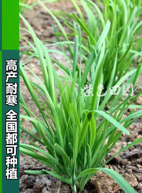 韭菜种子种苗 农家小细叶宽叶雪韭791四季嘉兴无休眠韭菜根韭菜苗