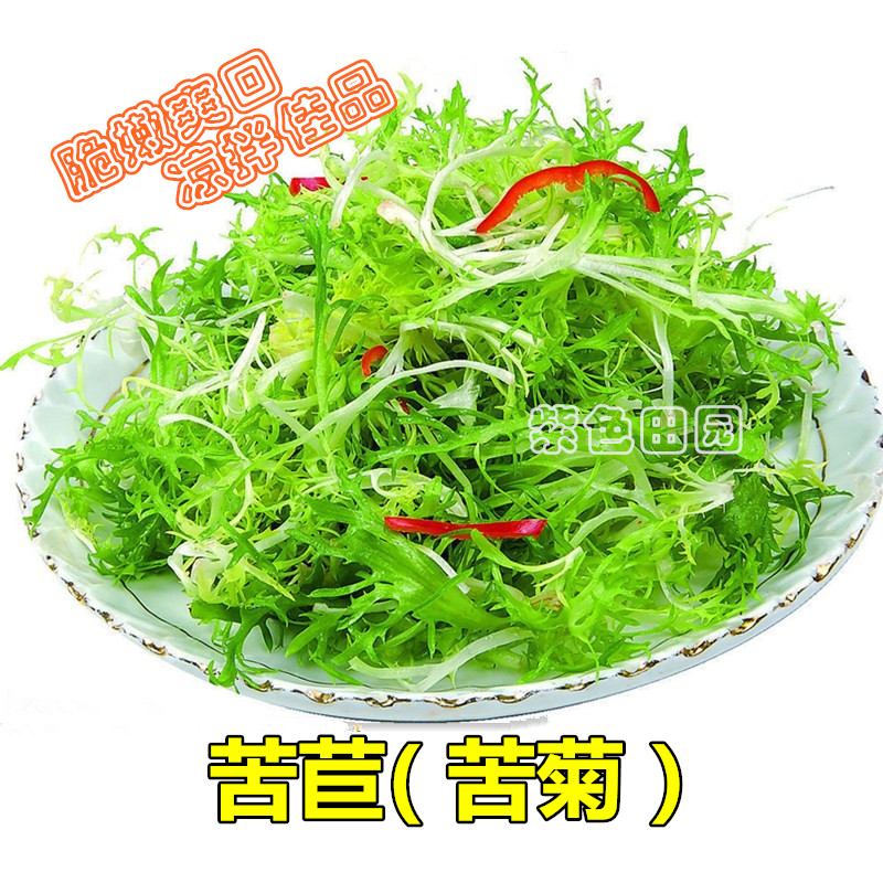 苦菊种子 四季盆栽凉拌蔬菜沙拉牛奶菜黄心碎叶苦菊菜籽 苦苣种子