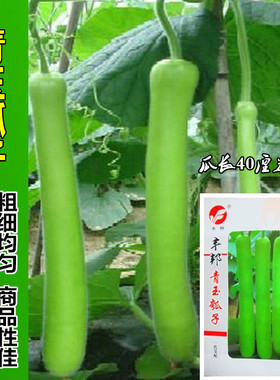 瓠瓜种子种苗 青玉长瓠短瓠圆蒲菜葫芦地蒲白瓜高产春秋播 瓠子瓜