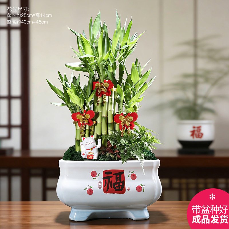 步步高富贵竹盆栽花卉旺宅植物客厅桌面摆台转运招财绿植盆景送礼