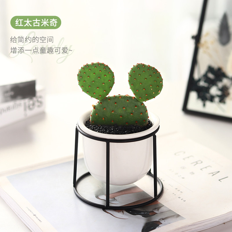 米奇红太古仙人掌萌萌可爱创意多肉仙人球组合盆栽办公室内绿植