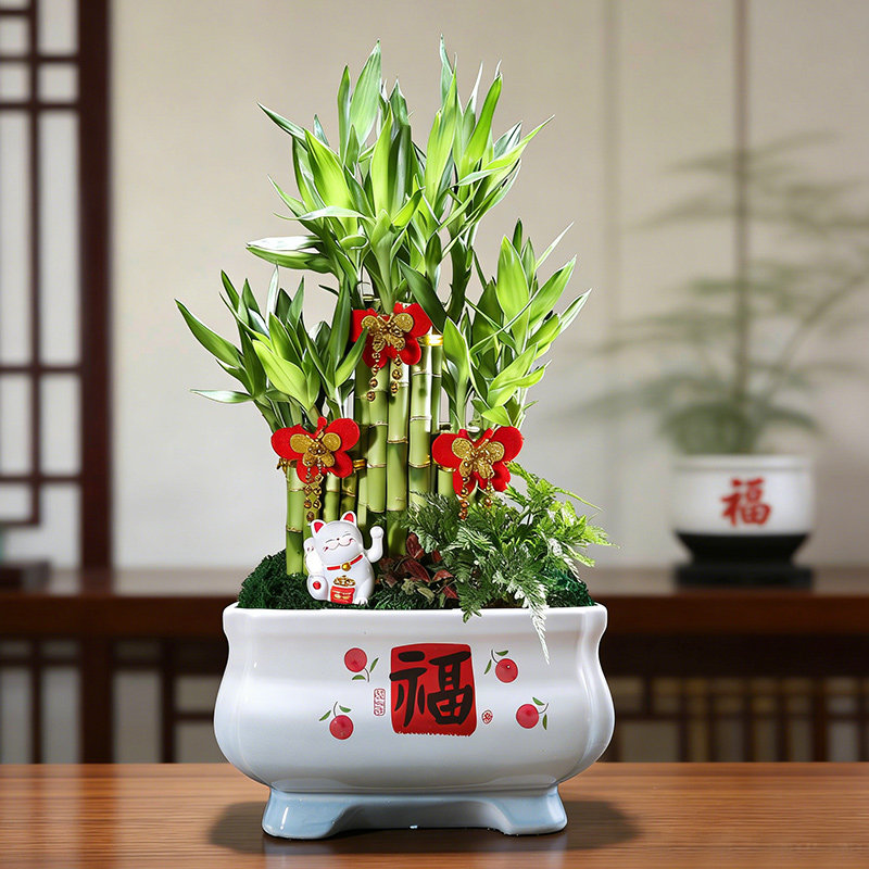 步步高富贵竹盆栽花卉旺宅植物客厅桌面摆台转运招财绿植盆景送礼