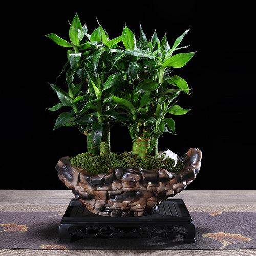 节节高富贵竹植物客厅转运盆栽