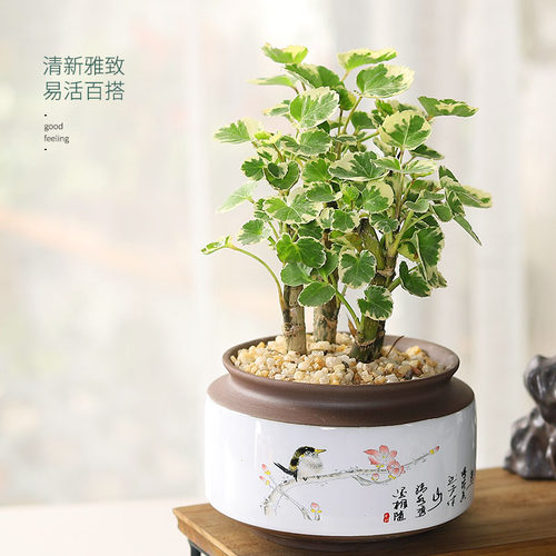 清新雪花南洋锦化钱多多绿植盆栽