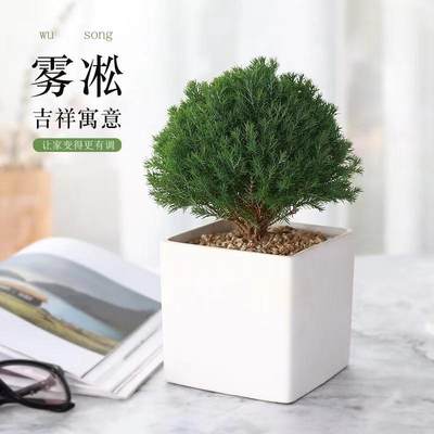 植物桌面植物好养小绿植