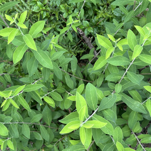 食凉茶柳叶腊梅黄金茶浙江蜡梅食凉餐青山腊梅叶山蜡茶批发代打粉