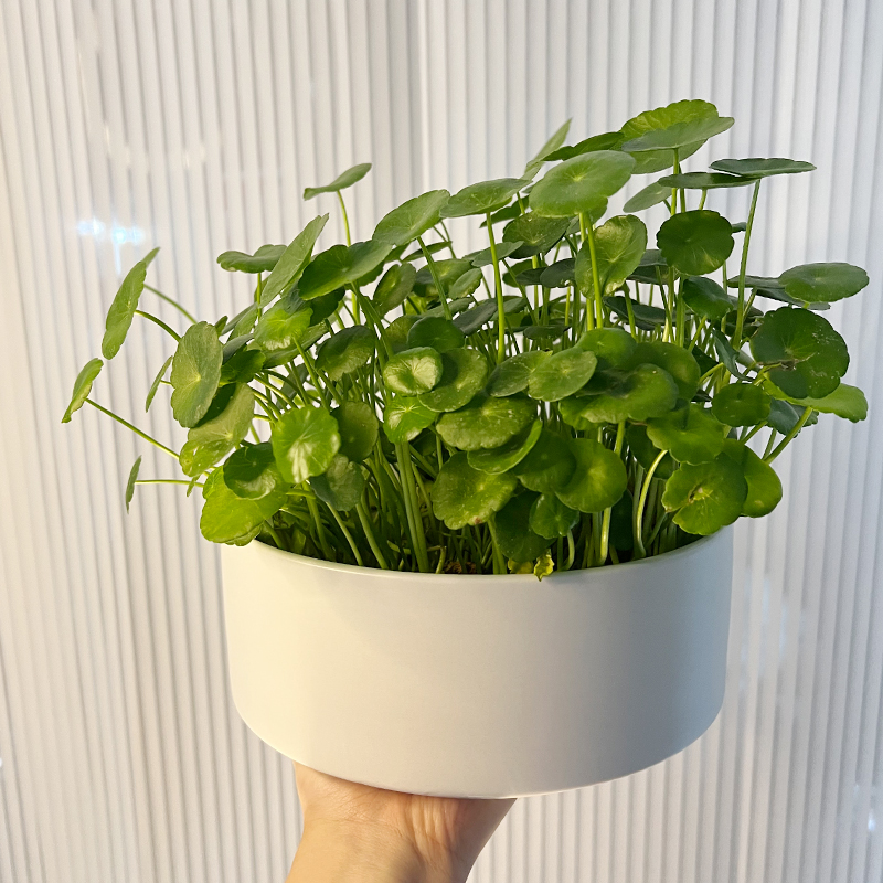 铜钱草专用花盆无孔水培器皿陶瓷巴西木郁金香种球金钱草水培盆