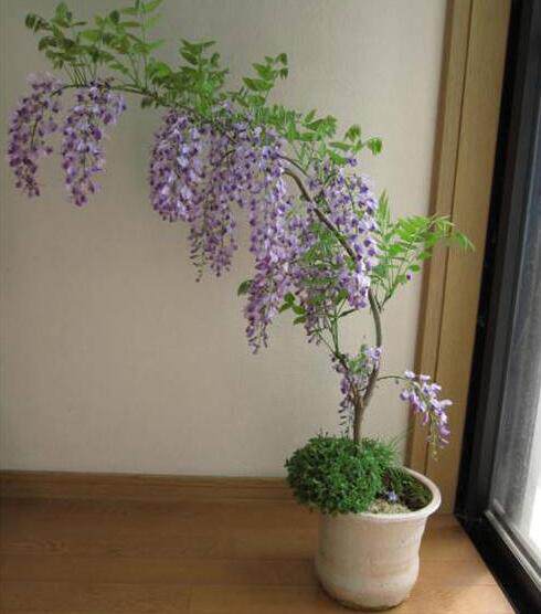 紫藤花树苗爬藤植物庭院攀爬花卉